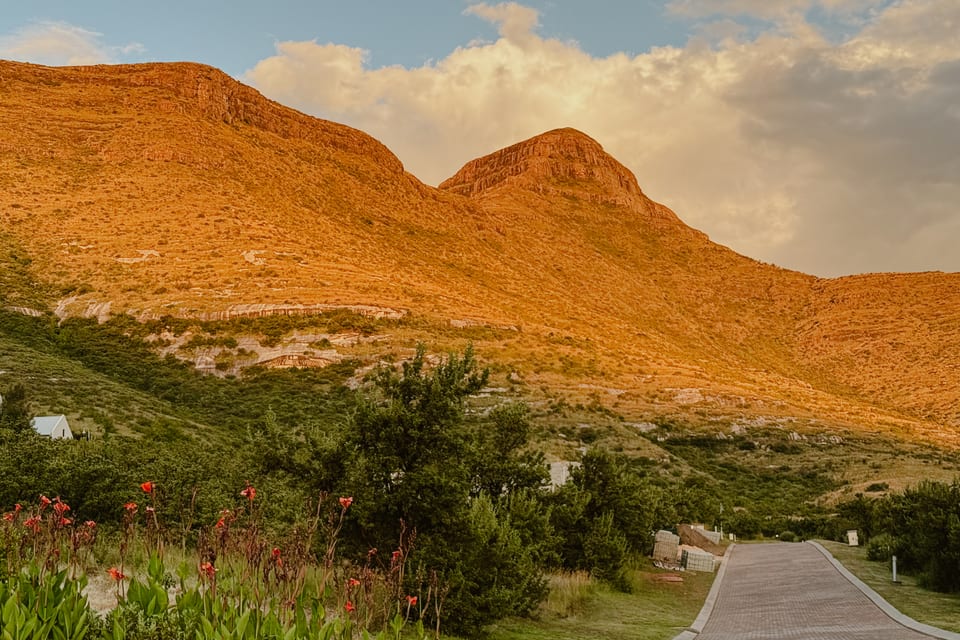 Red aloes in flower beside an estate road, with the mountain in evening light