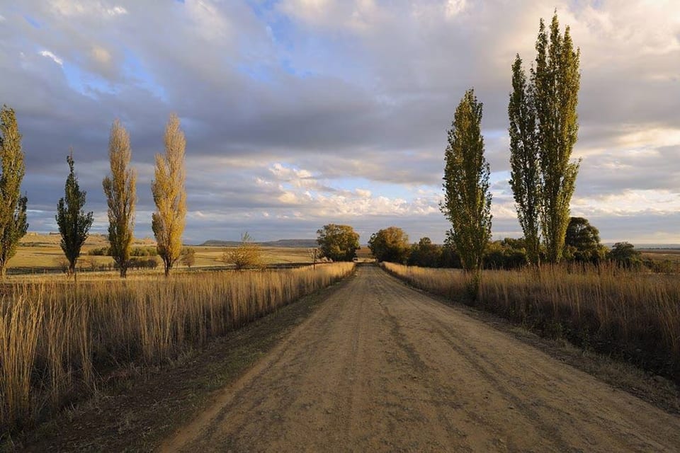 A gravel road lined with poplars crossing open farmland