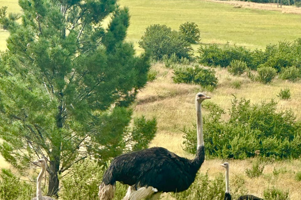 An ostrich standing in grassland beside a tree